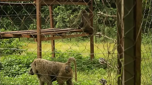 From the INEDIT in black Africa &mdash;  two tourists fuck publicly in a park during their passage in terms of other tourists  An extraordinary open incredible scene